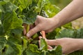 Hand picking leaves of rhubarb Royalty Free Stock Photo