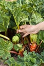 Hand picking leaves of rhubarb in the garden Royalty Free Stock Photo