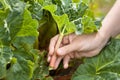 Hand picking leaves of rhubarb Royalty Free Stock Photo