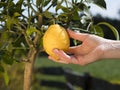 Hand picking one lemon from meyer lemon