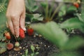 Hand picking organic strawberry from raised garden bed close up. Homestead lifestyle. Gathering homegrown berries from community Royalty Free Stock Photo