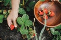 Hand picking organic strawberry from raised garden bed close up. Homestead lifestyle. Gathering homegrown berries in wooden bowl Royalty Free Stock Photo