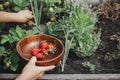 Hand picking organic strawberry from raised garden bed close up. Homestead lifestyle. Gathering homegrown berries in wooden bowl Royalty Free Stock Photo