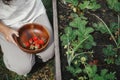 Hand picking organic strawberry from raised garden bed close up. Homestead lifestyle. Gathering homegrown berries in wooden bowl Royalty Free Stock Photo