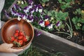 Hand picking organic strawberry from raised garden bed close up. Homestead lifestyle. Gathering homegrown berries in wooden bowl Royalty Free Stock Photo