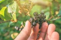 Hand picking ripe aronia berry fruit from the branch