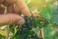 Hand picking ripe aronia berry fruit from the branch