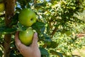 Hand picking ripe and fresh green apple Royalty Free Stock Photo