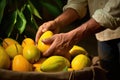 hand picking a ripe mango for a homemade puree