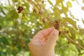 Hand picking ripe mulberry Royalty Free Stock Photo