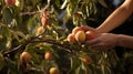Hand Picking a Ripe Peach from the Tree Royalty Free Stock Photo