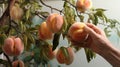 Hand Picking a Ripe Peach from the Tree Royalty Free Stock Photo