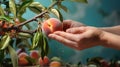 Hand Picking a Ripe Peach from the Tree Royalty Free Stock Photo