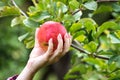 Hand picking ripe red apple from tree Royalty Free Stock Photo