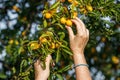 Hand picking ripe yellow mirabelle plum from tree Royalty Free Stock Photo