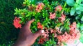 Hand picking rose flowers in a garden. Royalty Free Stock Photo