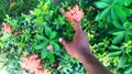 Hand picking rose flowers in a garden. Royalty Free Stock Photo