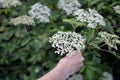 Hand picking sambucus Royalty Free Stock Photo
