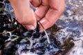 Hand picking small blue mussels