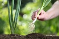 Hand picking spring onion in vegetable garden, close up Royalty Free Stock Photo