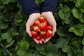 Hand picking strawberry fruits out of trees directly at organic farm