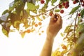 Hand picking a sweet cherry fruit in backlight Royalty Free Stock Photo