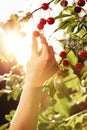 Hand picking a sweet cherry fruit in backlight Royalty Free Stock Photo