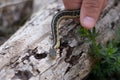 Hand picking a tiny snake up from a log Royalty Free Stock Photo