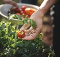 Hand picking tomatoes from the plant