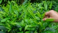 Hand picking top of Green tea leaf in the morning, tea plantation, blurred background