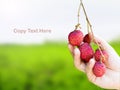 Hand picking up the ripe lychee fruit Royalty Free Stock Photo