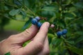 Hand Picking Whole Fresh Organic Blueberries On Blue Berry Farm in Summer