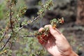 A hand picking wild gooseberries, fruit picker