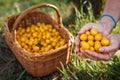 Hand picking yellow mirabelle plum fruits into basket Royalty Free Stock Photo