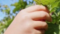 Hand picks raspberries from branch in garden