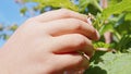 Hand picks raspberries from branch in garden