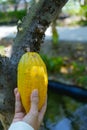 A hand picks up the Ripe yellow cocoa hang from the branch