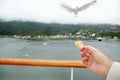Hand with piece of bread and approaching seagull. Royalty Free Stock Photo