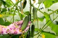 A hand in a pink garden glove holds a cucumber. Close up. Concept of growing cucumbers in a greenhouse