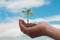 Hand + plant