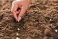 hand planting corn seed of marrow in the vegetable