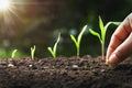 hand planting corn seed of marrow in the vegetable garden with sunshine