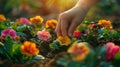 A hand planting flowers in soil Royalty Free Stock Photo