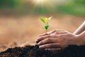 hand planting in garden. earth day concept Royalty Free Stock Photo