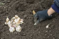 Hand planting garlic in spring in fresh earth