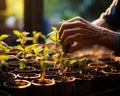 Hand planting green seedlings on growing pots. A person is taking care of a small plant Royalty Free Stock Photo