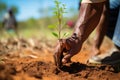 hand planting an indigenous tree sapling