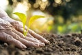 hand planting little sprout on soil Royalty Free Stock Photo