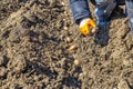 Hand planting potato tuber in the ground Royalty Free Stock Photo