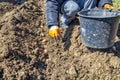 Hand planting potato tuber in a row Royalty Free Stock Photo